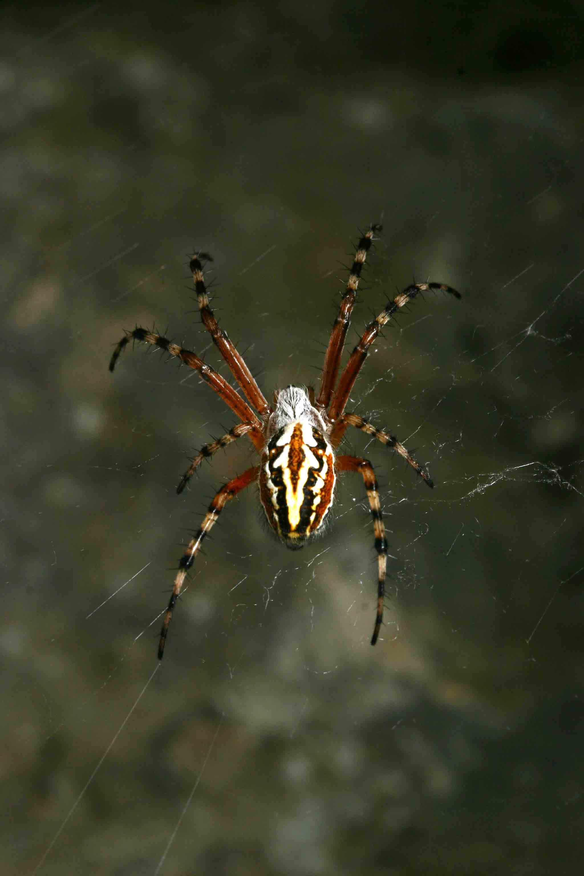 Abruzzo 1 (Aculepeira armida)